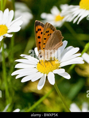 Kleine Kupfer Lycaena Phlaeas Fütterung auf geruchlos Mayweed Tripleurospermum maritimum Stockfoto