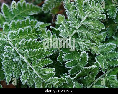 Frostige Farn Blätter Nahaufnahme mit Eiskristallen, Dorst, Noord-Brabant, Niederlande Stockfoto