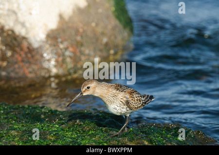 Alpenstrandläufer Calidris Alpina Fütterung Stockfoto