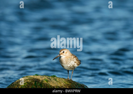 Alpenstrandläufer Calidris Alpina ruht auf einem Felsen Stockfoto