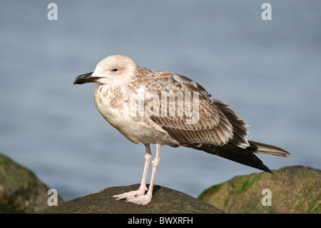 Juvenile Yellow-legged Möve Larus cachinnans Stockfoto