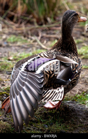 Stockente - Anas platyrhynchos Stockfoto