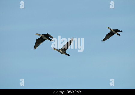 Großen Kormorane Phalacrocorax Carbo im Flug Stockfoto