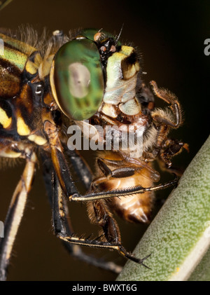 Cordulegaster Arten Essen eine Biene, eine phoretischen Milbe zwischen die Libelle Augen sichtbar Stockfoto