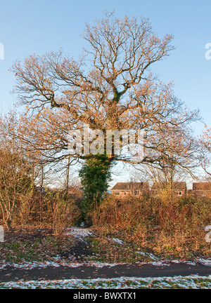 Knorrige Eiche sonnt sich in der Wintersonne in Fulwood, Preston, Lancashire Stockfoto