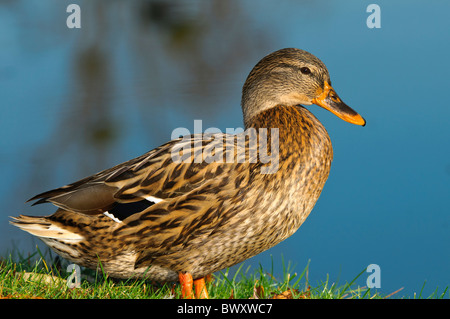 Weibliche Stockente Anas platyrhynchos Stockfoto