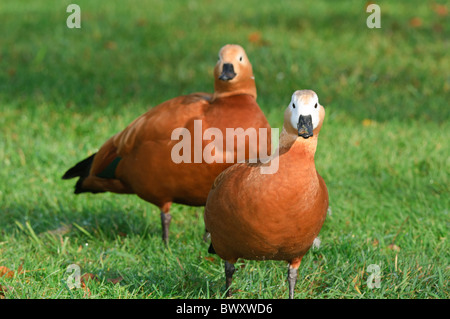 Paar von Ruddy Brandgänse Tadorna ferruginea Stockfoto