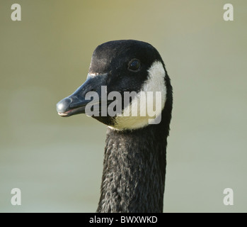 Kanadagans Branta Canadensis Kopf Stockfoto