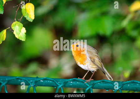 Rotkehlchen Erithacus Rubecula stehend auf einem Zaun Stockfoto