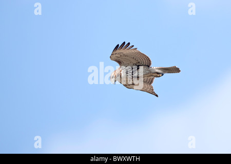 Rot - angebundener Falke Stockfoto