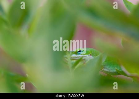 "Carolina Anole" "Anolis Carolinensis" Stockfoto