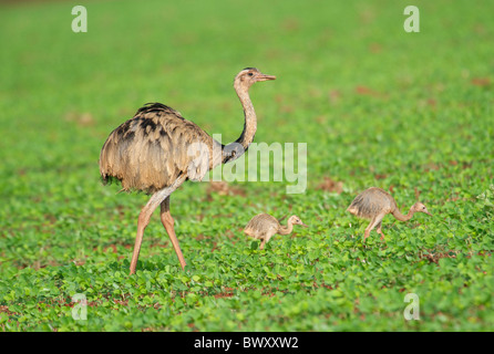 Größere Rhea (Rhea Americanus) mit zwei Küken in Soja-Felder, Amazonasgebiet, Mato Grosso, Brasilien Stockfoto