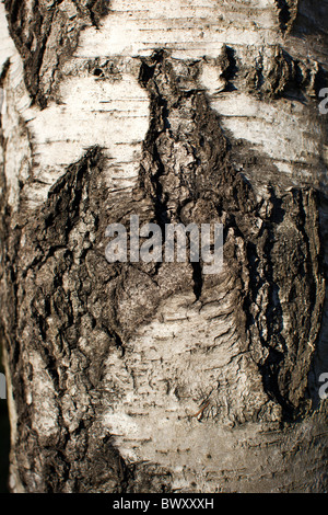 Europäische weiße Birke (Betula pendula) Vårtbjörk Stockfoto