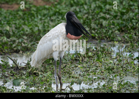 Jabiru-Storch (Jabiru Mycteria), Arraras Lodge, Pantanal Mato Grosso, Brasilien Stockfoto