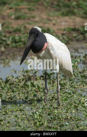 Jabiru-Storch (Jabiru Mycteria), Arraras Lodge, Pantanal Mato Grosso, Brasilien Stockfoto