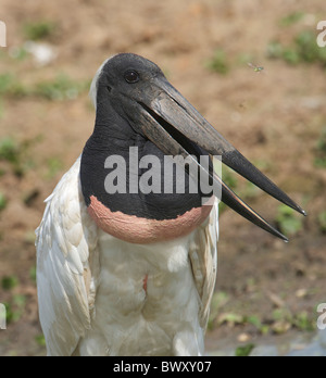 Jabiru-Storch (Jabiru Mycteria), Arraras Lodge, Pantanal Mato Grosso, Brasilien Stockfoto