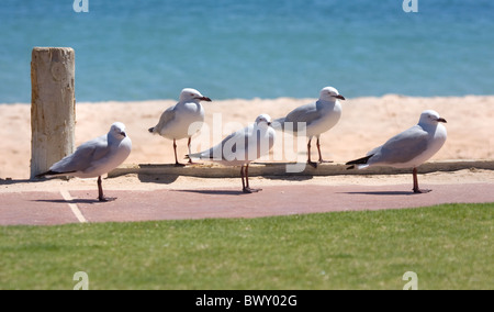 Quintett des Silbers Möwen Chroicocephalus Novaehollandiae angeordnet auf einem Strand Weg in Western Australia Stockfoto