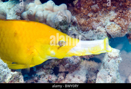 Slingjaw Lippfisch Epibulus insidiator Stockfoto