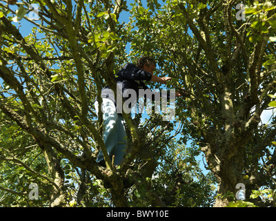 Mann, Kletterbaum stehen auf Zweigen pflücken Äpfel im Garten England Stockfoto