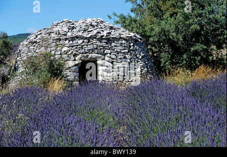 Typische traditionelle Stein-Struktur in einem Lavendelfeld. Stockfoto