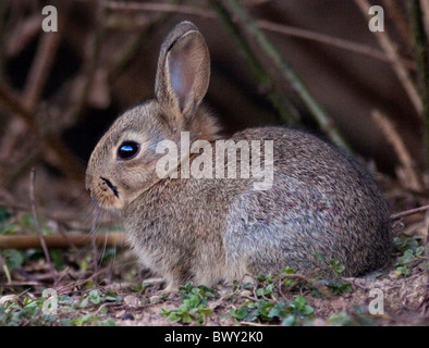 Baby europäischen Wildkaninchen (Oryctolagus Cuniculus) Stockfoto