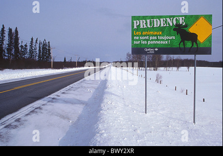 Abitibi Tier an Bord Kanada Amerika Vorsicht Elche Elch Elch Mooses Provinz von Que Stockfoto