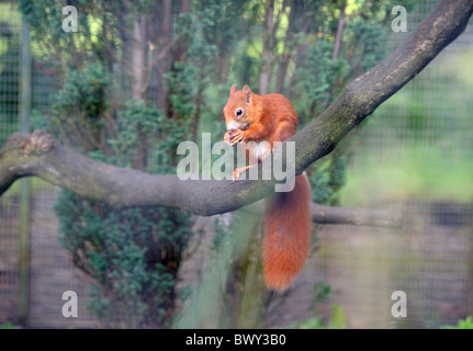 Eingesperrte Eichhörnchen Sciurus Vulgaris - Teil einer Captive Zucht Programm, Yorkshire Dales National Park, Vereinigtes Königreich. Stockfoto