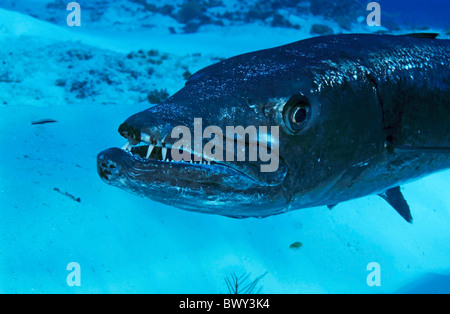 Porträt einer großen Barracuda - größten barracuda Stockfoto