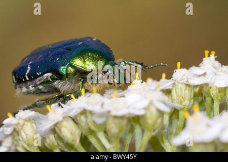 Rose Chafer Cetonia aurata Stockfoto