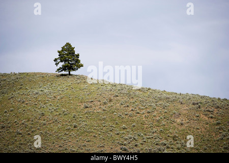 Baum auf Hill, Britisch-Kolumbien, Kanada Stockfoto