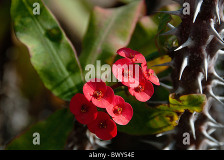 Dornenkrone Blumen Euphorbia Milii San Diego Zoo Kalifornien USA Stockfoto