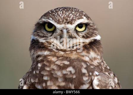Kanincheneule Athene Cunicularia Chula Vista Nature Center San Diego County Kalifornien USA Stockfoto