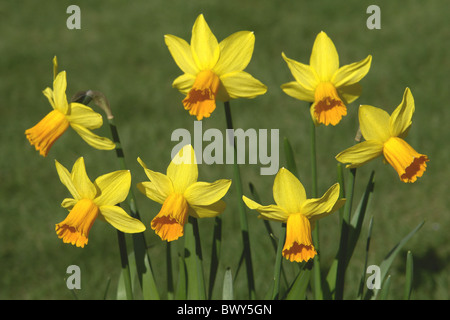 Gruppe von Narzissen namens Narcissus 'Jetfire' genommen in Calderstones Park, Liverpool, Merseyside, England, Vereinigtes Königreich Stockfoto