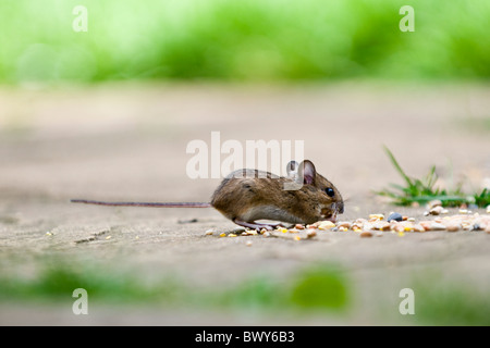 Waldmaus, auch bekannt als Feld oder Long-tailed Maus läuft aus Vogelfutter auf Patio im Garten essen Stockfoto