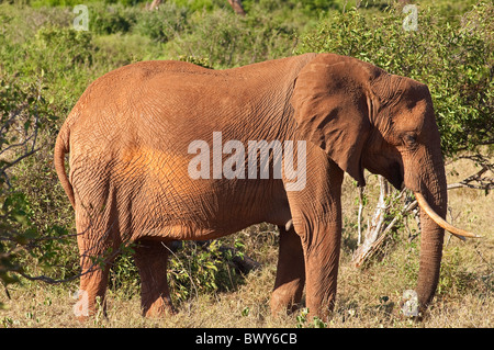 Elefanten im Tsavo-Nationalpark, Kenia Stockfoto