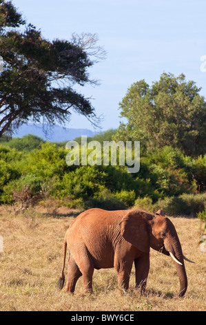 Elefanten im Tsavo-Nationalpark, Kenia Stockfoto