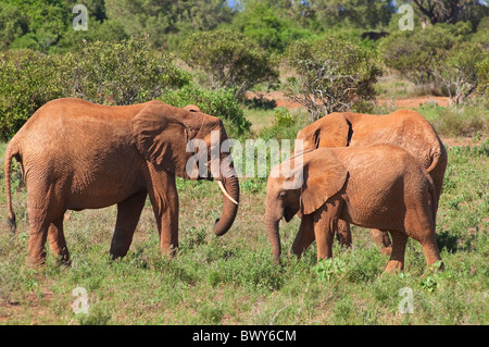 Elefanten im Tsavo-Nationalpark, Kenia Stockfoto