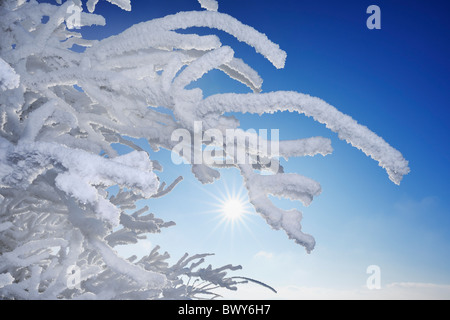 Nahaufnahme der Raureif auf Ästen, Wasserkuppe, Rhön Berge, Hessen, Deutschland Stockfoto