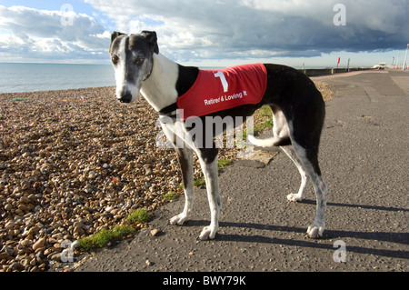 Ehemalige Rennfahrer Greyhound tragen einen Mantel-Spruch "Im Ruhestand und loving it" Stockfoto