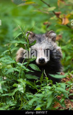 Porträt der Marderhund Stockfoto