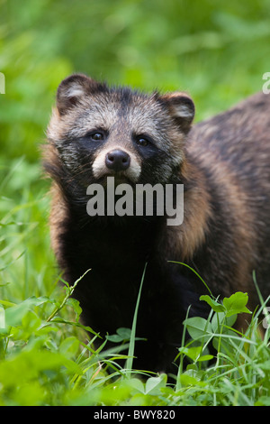 Porträt der Marderhund Stockfoto