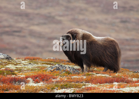 Bull Moschusochsen in Tundra, Dovrefjell-Sunndalsfjella-Nationalpark, Norwegen Stockfoto