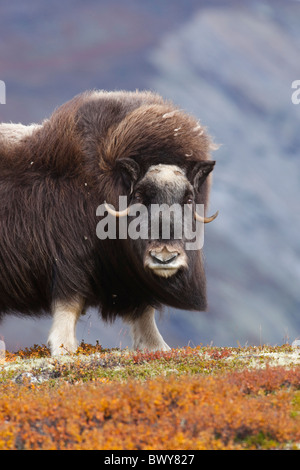 Weibliche Moschusochsen, Dovrefjell-Sunndalsfjella-Nationalpark, Norwegen Stockfoto