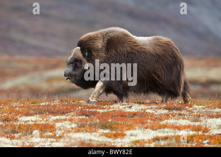 Bull Moschusochsen in Tundra, Dovrefjell-Sunndalsfjella-Nationalpark, Norwegen Stockfoto