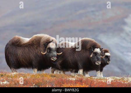 Moschusochsen, Dovrefjell-Sunndalsfjella-Nationalpark, Norwegen Stockfoto