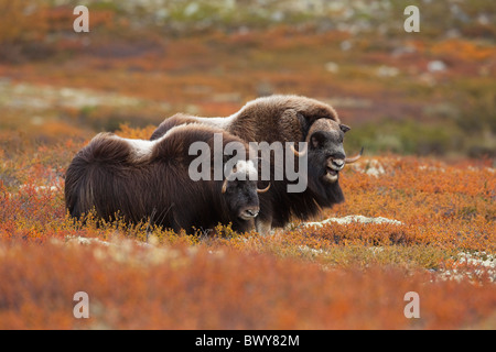 Moschusochsen, Dovrefjell-Sunndalsfjella-Nationalpark, Norwegen Stockfoto