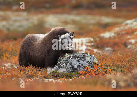 Junge Moschusochsen, Dovrefjell-Sunndalsfjella-Nationalpark, Norwegen Stockfoto