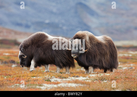 Moschusochsen, Dovrefjell-Sunndalsfjella-Nationalpark, Norwegen Stockfoto