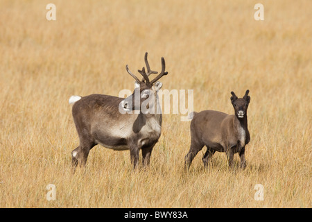 Weibliche Rentiere mit Kalb, Schweden Stockfoto