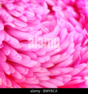 schön hell rosa Aster Blütenblätter Jane Ann Butler Fotografie JABP870 Stockfoto